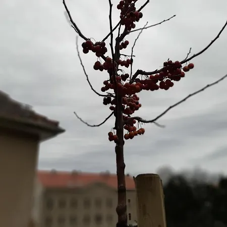 Loftwohnung Beim Winzer - Gruen & Stadtnah - Hund Willkommen Appartement Langebruck